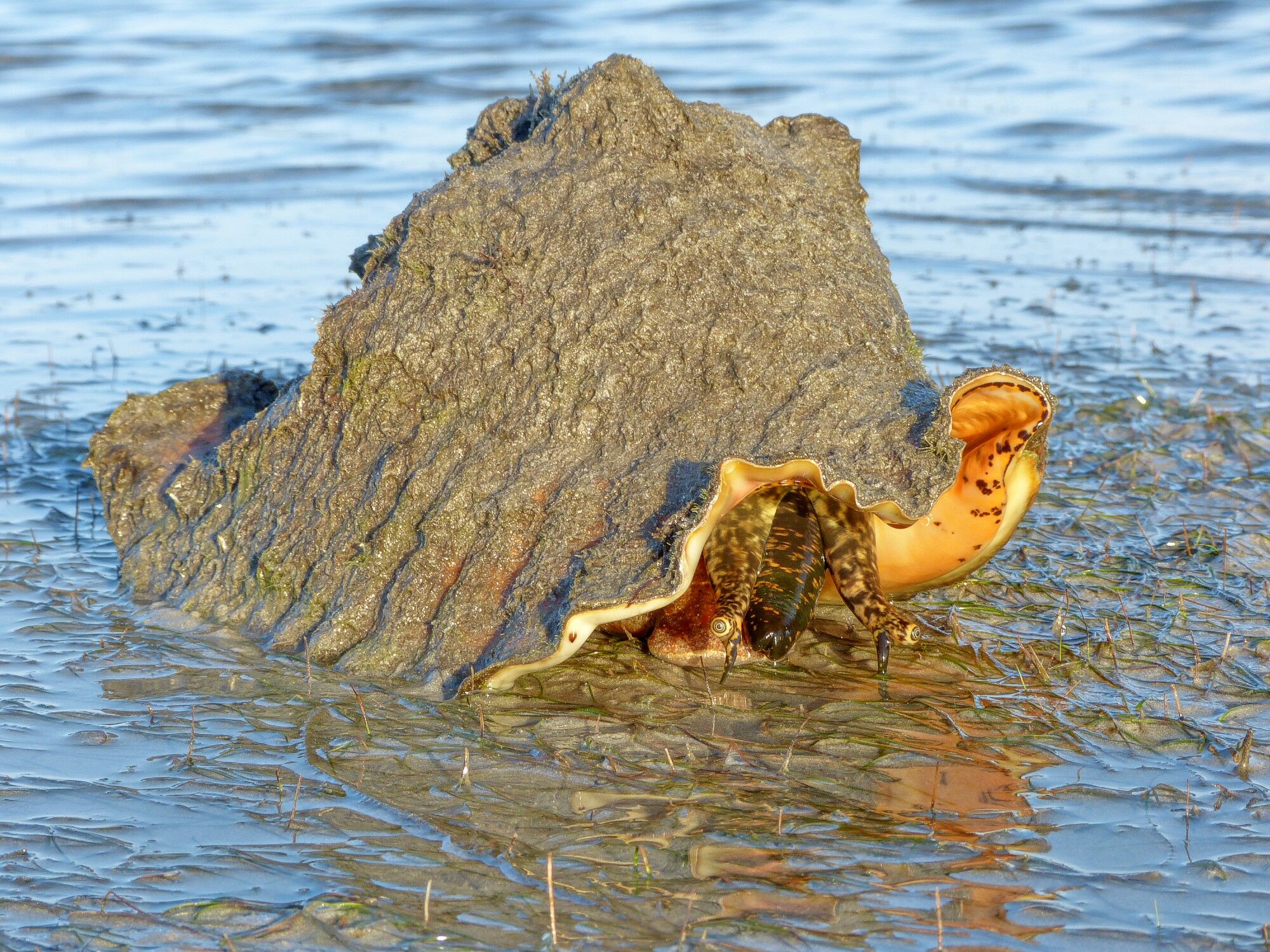 Click to See Next Image